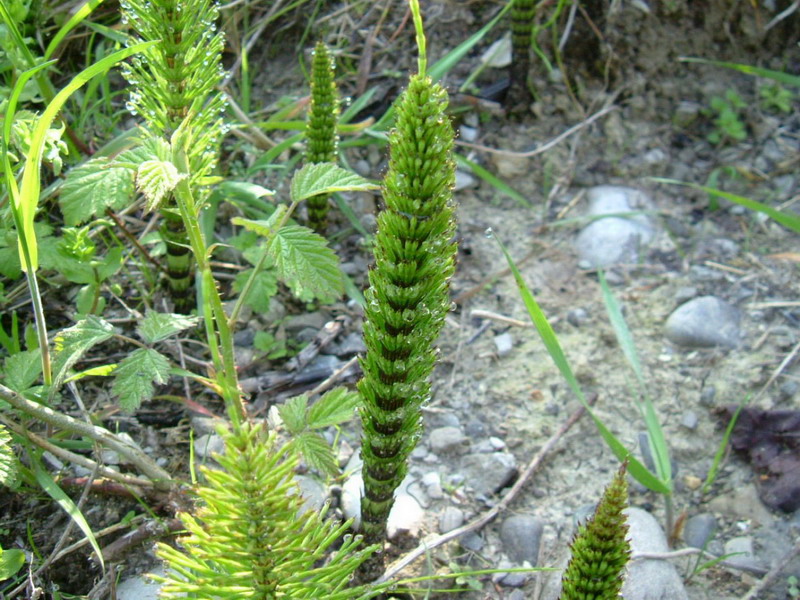 Equisetum telmateja - fusti sterili